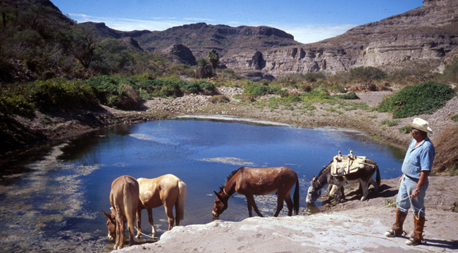 vaquero and animals at a pool, drinking